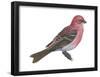 Pine Grosbeak (Pinicola Enucleator), Birds-Encyclopaedia Britannica-Framed Poster