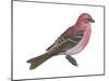 Pine Grosbeak (Pinicola Enucleator), Birds-Encyclopaedia Britannica-Mounted Poster