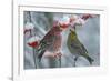 Pine grosbeak (Pinicola enucleator) male and female,  Liminka, Finland, January-Markus Varesvuo-Framed Photographic Print