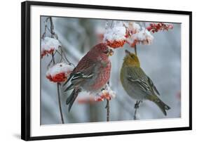 Pine grosbeak (Pinicola enucleator) male and female,  Liminka, Finland, January-Markus Varesvuo-Framed Photographic Print