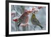 Pine grosbeak (Pinicola enucleator) male and female,  Liminka, Finland, January-Markus Varesvuo-Framed Photographic Print