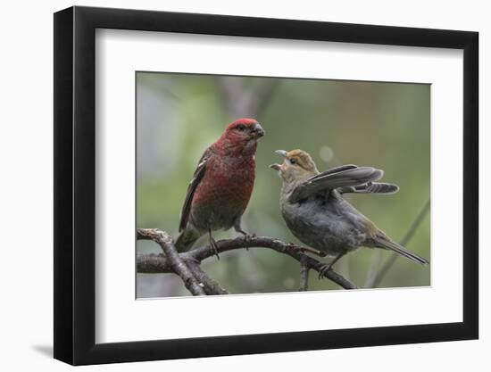 Pine grosbeak (Pinicola enucleator), male feeding juvenile, Finland, July-Jussi Murtosaari-Framed Photographic Print