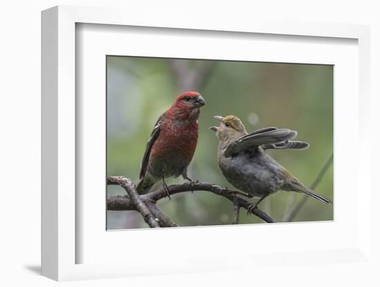 Pine grosbeak (Pinicola enucleator), male feeding juvenile, Finland, July-Jussi Murtosaari-Framed Photographic Print