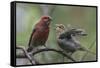 Pine grosbeak (Pinicola enucleator), male feeding juvenile, Finland, July-Jussi Murtosaari-Framed Stretched Canvas