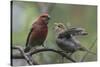 Pine grosbeak (Pinicola enucleator), male feeding juvenile, Finland, July-Jussi Murtosaari-Stretched Canvas