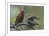 Pine grosbeak (Pinicola enucleator), male feeding juvenile, Finland, July-Jussi Murtosaari-Framed Photographic Print