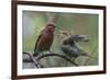 Pine grosbeak (Pinicola enucleator), male feeding juvenile, Finland, July-Jussi Murtosaari-Framed Photographic Print