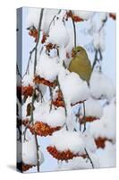 Pine grosbeak young male feeding on rowan berries covered in snow, Liminka, Finland-Markus Varesvuo-Stretched Canvas