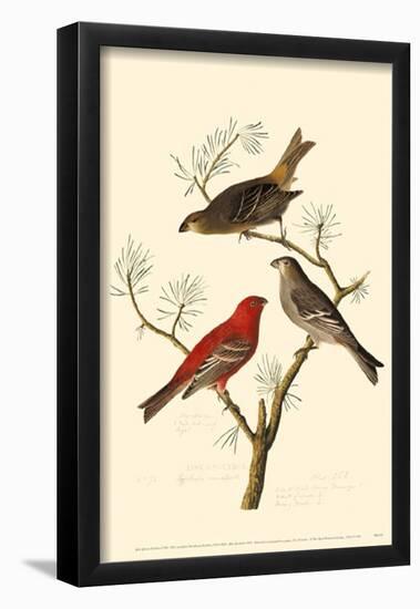 Pine Grosbeak-null-Framed Poster