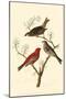 Pine Grosbeak-null-Mounted Poster