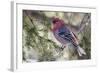Pine Grosbeak-Ken Archer-Framed Photographic Print