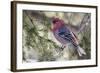 Pine Grosbeak-Ken Archer-Framed Photographic Print