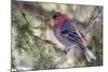 Pine Grosbeak-Ken Archer-Mounted Photographic Print