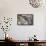 Pine Grosbeak-Ken Archer-Framed Stretched Canvas displayed on a wall