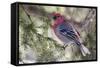 Pine Grosbeak-Ken Archer-Framed Stretched Canvas