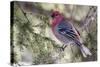 Pine Grosbeak-Ken Archer-Stretched Canvas