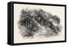 Pine Grove at Cannes, France, 1882-null-Framed Stretched Canvas