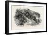 Pine Grove at Cannes, France, 1882-null-Framed Giclee Print