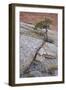 Pine Growing on a Sandstone Hill-James Hager-Framed Photographic Print