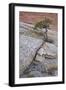 Pine Growing on a Sandstone Hill-James Hager-Framed Photographic Print