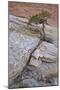 Pine Growing on a Sandstone Hill-James Hager-Mounted Photographic Print