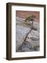 Pine Growing on a Sandstone Hill-James Hager-Framed Photographic Print