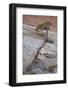 Pine Growing on a Sandstone Hill-James Hager-Framed Photographic Print