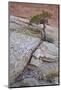 Pine Growing on a Sandstone Hill-James Hager-Mounted Photographic Print