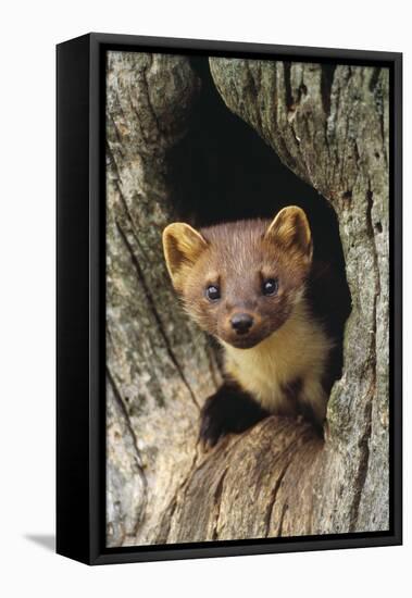 Pine Marten in Hole in Tree-null-Framed Stretched Canvas