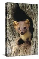 Pine Marten in Hole in Tree-null-Stretched Canvas