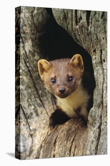 Pine Marten in Hole in Tree-null-Stretched Canvas