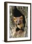 Pine Marten in Hole in Tree-null-Framed Premium Photographic Print