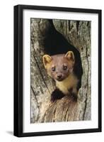 Pine Marten in Hole in Tree-null-Framed Photographic Print