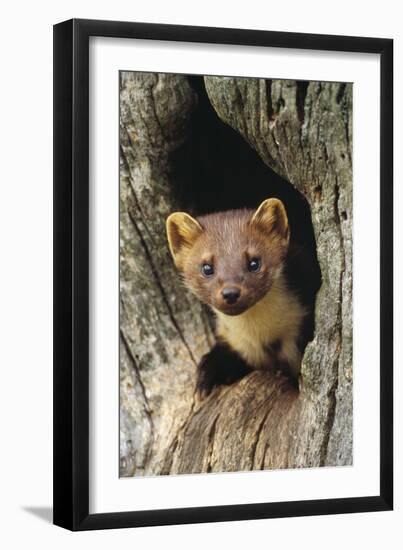 Pine Marten in Hole in Tree-null-Framed Photographic Print