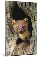 Pine Marten in Hole in Tree-null-Mounted Photographic Print
