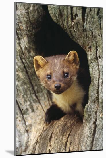 Pine Marten in Hole in Tree-null-Mounted Photographic Print