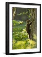 Pine Marten Juvenile, Climbing Pine Tree in Woodland, Beinn Eighe Nnr, Wester Ross, Scotland, UK-Mark Hamblin-Framed Premium Photographic Print