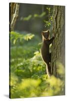 Pine Marten Juvenile, Climbing Pine Tree in Woodland, Beinn Eighe Nnr, Wester Ross, Scotland, UK-Mark Hamblin-Stretched Canvas