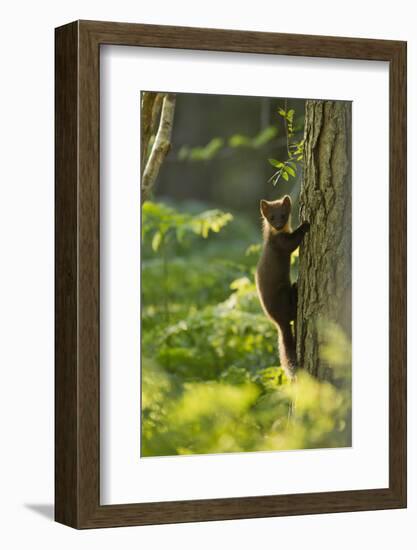 Pine Marten Juvenile, Climbing Pine Tree in Woodland, Beinn Eighe Nnr, Wester Ross, Scotland, UK-Mark Hamblin-Framed Photographic Print