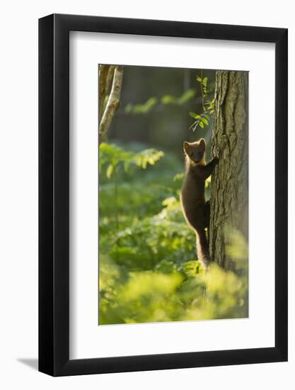 Pine Marten Juvenile, Climbing Pine Tree in Woodland, Beinn Eighe Nnr, Wester Ross, Scotland, UK-Mark Hamblin-Framed Photographic Print