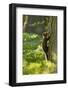 Pine Marten Juvenile, Climbing Pine Tree in Woodland, Beinn Eighe Nnr, Wester Ross, Scotland, UK-Mark Hamblin-Framed Photographic Print