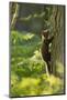 Pine Marten Juvenile, Climbing Pine Tree in Woodland, Beinn Eighe Nnr, Wester Ross, Scotland, UK-Mark Hamblin-Mounted Photographic Print