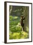 Pine Marten Juvenile, Climbing Pine Tree in Woodland, Beinn Eighe Nnr, Wester Ross, Scotland, UK-Mark Hamblin-Framed Photographic Print