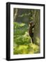 Pine Marten Juvenile, Climbing Pine Tree in Woodland, Beinn Eighe Nnr, Wester Ross, Scotland, UK-Mark Hamblin-Framed Photographic Print