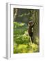 Pine Marten Juvenile, Climbing Pine Tree in Woodland, Beinn Eighe Nnr, Wester Ross, Scotland, UK-Mark Hamblin-Framed Photographic Print