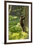 Pine Marten Juvenile, Climbing Pine Tree in Woodland, Beinn Eighe Nnr, Wester Ross, Scotland, UK-Mark Hamblin-Framed Photographic Print