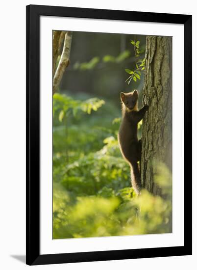 Pine Marten Juvenile, Climbing Pine Tree in Woodland, Beinn Eighe Nnr, Wester Ross, Scotland, UK-Mark Hamblin-Framed Photographic Print