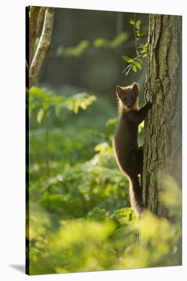 Pine Marten Juvenile, Climbing Pine Tree in Woodland, Beinn Eighe Nnr, Wester Ross, Scotland, UK-Mark Hamblin-Stretched Canvas