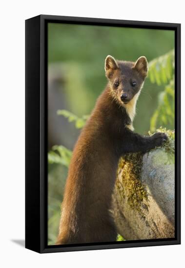 Pine Marten Juvenile in Woodland, Beinn Eighe National Nature Reserve, Wester Ross, Scotland, July-Mark Hamblin-Framed Stretched Canvas