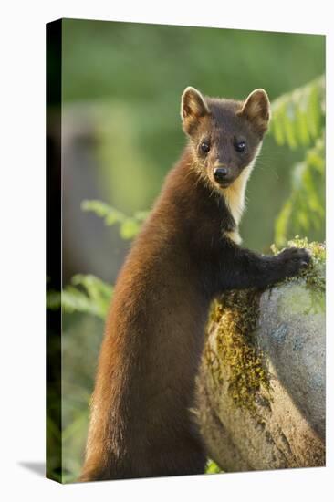 Pine Marten Juvenile in Woodland, Beinn Eighe National Nature Reserve, Wester Ross, Scotland, July-Mark Hamblin-Stretched Canvas